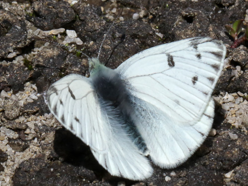 White butterfly » Manaaki Whenua