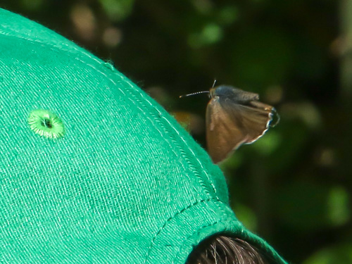 Callophrys rubi ¦ Green Hairstreak ¦ euroButterflies