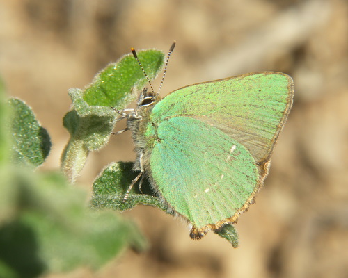 Callophrys rubi ¦ Green Hairstreak ¦ euroButterflies